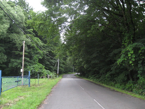 道路にかかっている木１.JPG