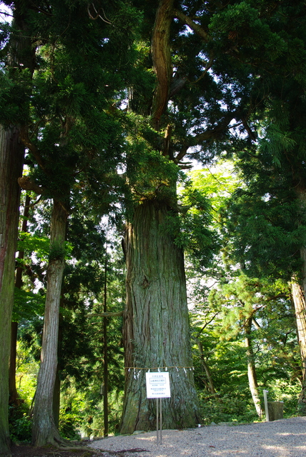 山祗神社の姥杉.jpg