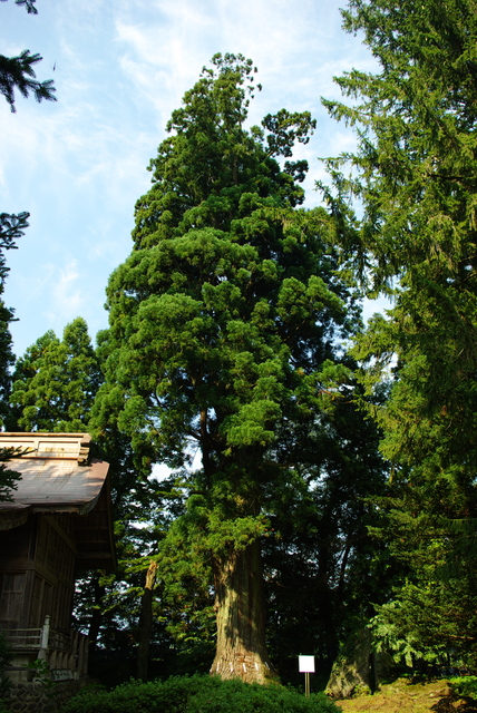 多賀神社の姥木.jpg
