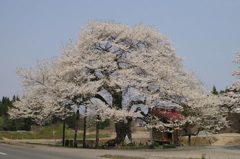 七ツ田の弘法桜.jpg