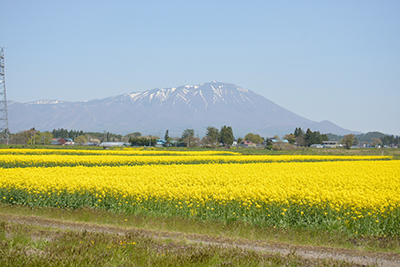 20160509nanohana1.jpg