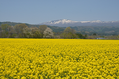 20160509nanohana3.jpg