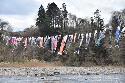20170421koinobori06.jpg