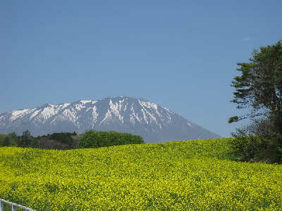 小岩井.png