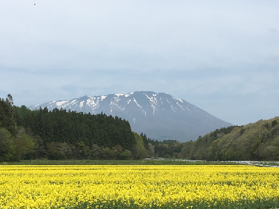 雫石菜の花