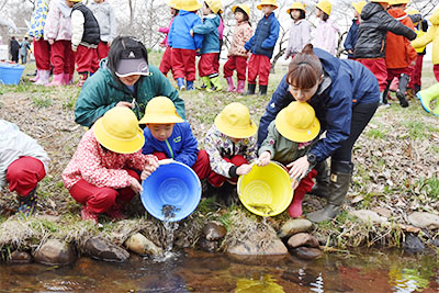 ヤマメの稚魚放流