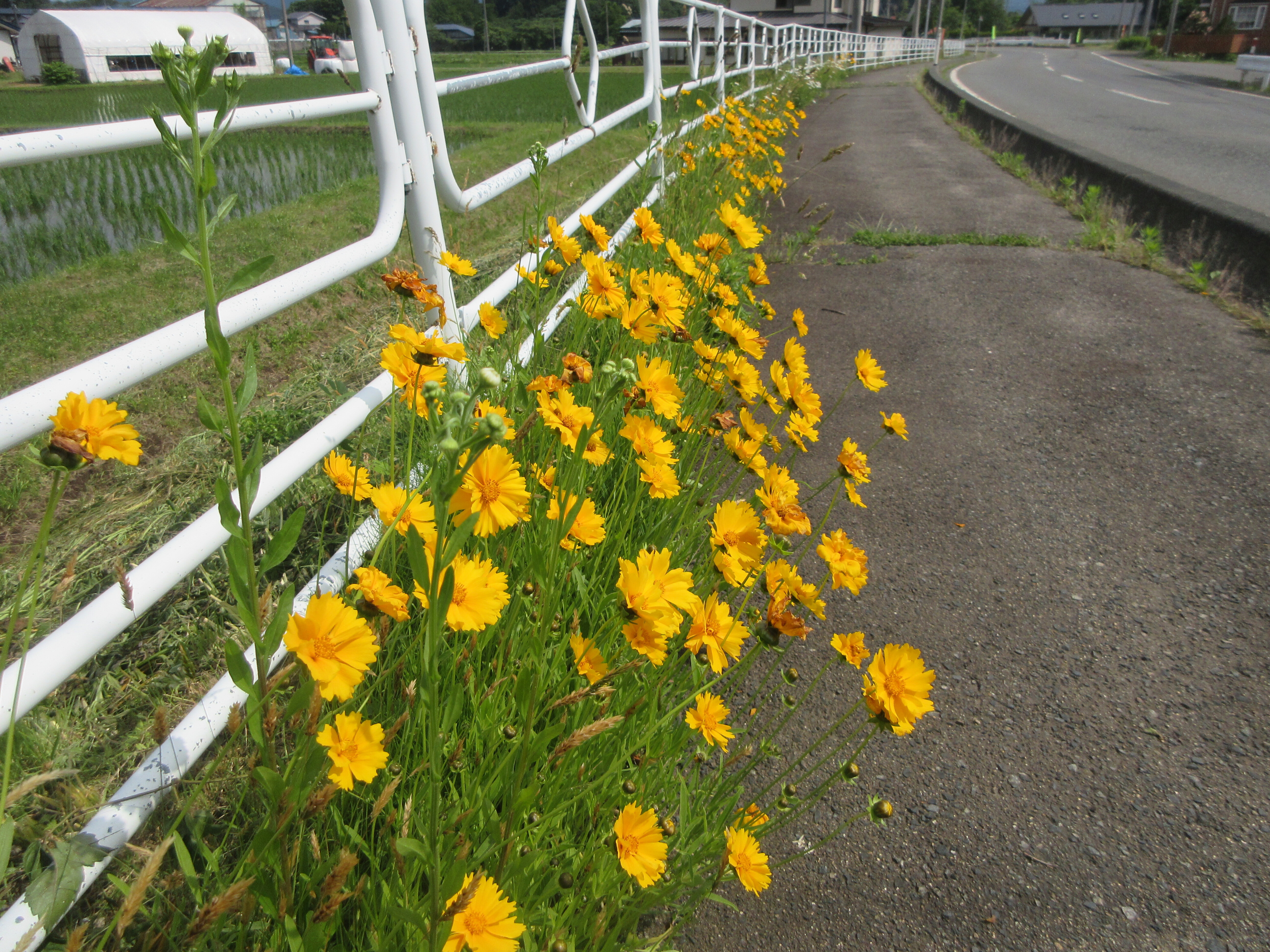オオキンケイギク