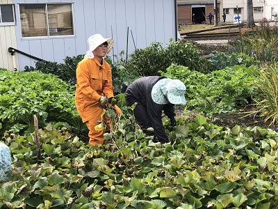 収穫の様子①.JPG