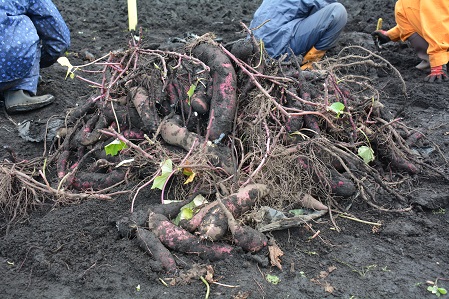 サツマイモを収穫②.JPG