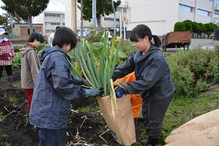 ネギを収穫①.JPG
