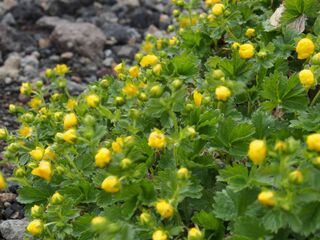 ミヤマキンバイ