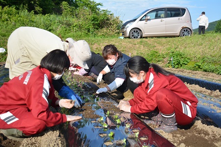 りんどう苗を植えてみた