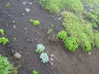 大焼砂0626-1