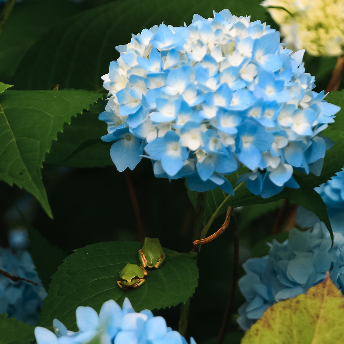 Nature campus #7 稲荷山 紫陽花の郷の森 | 岩手県雫石町役場