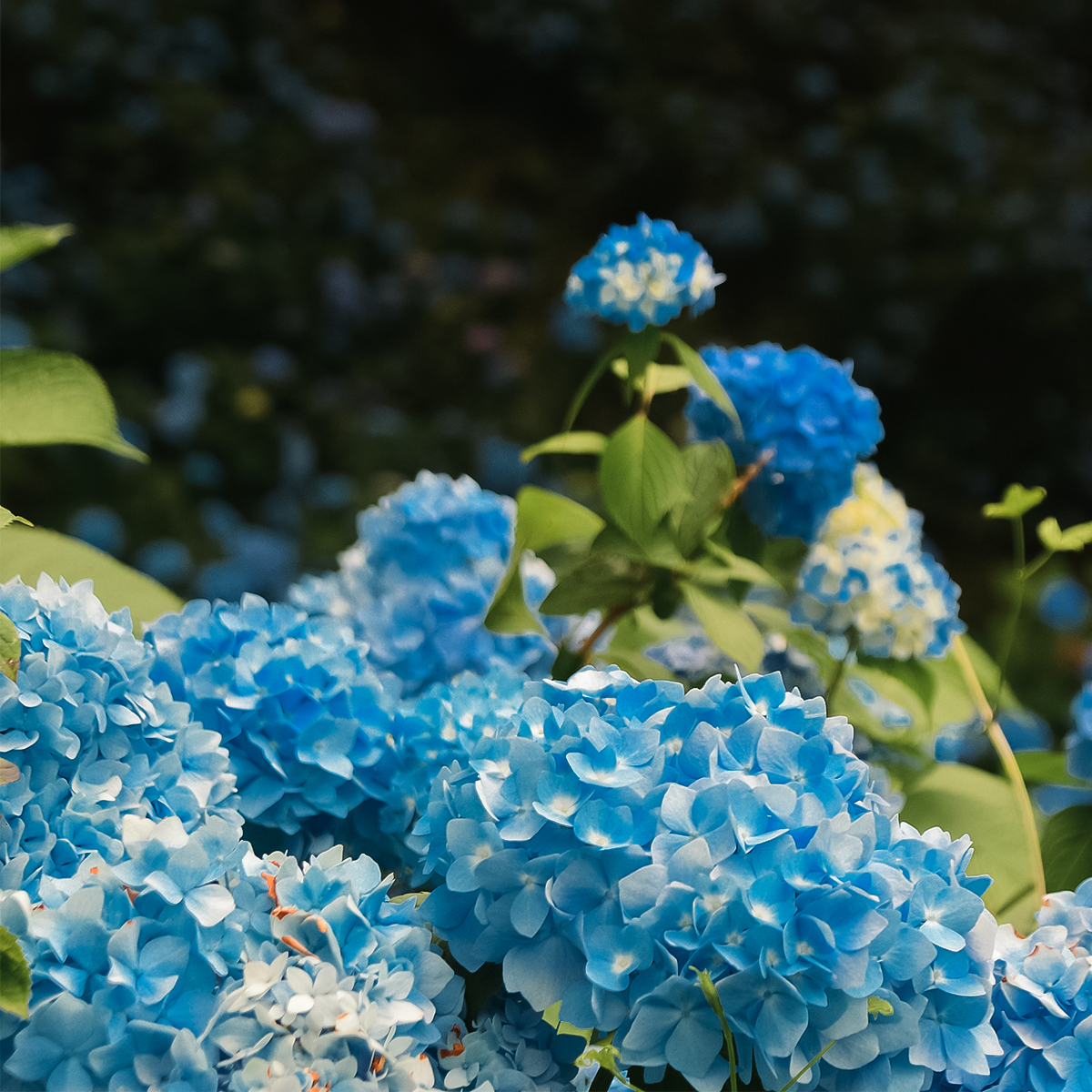 Nature campus #7 稲荷山 紫陽花の郷の森 | 岩手県雫石町役場