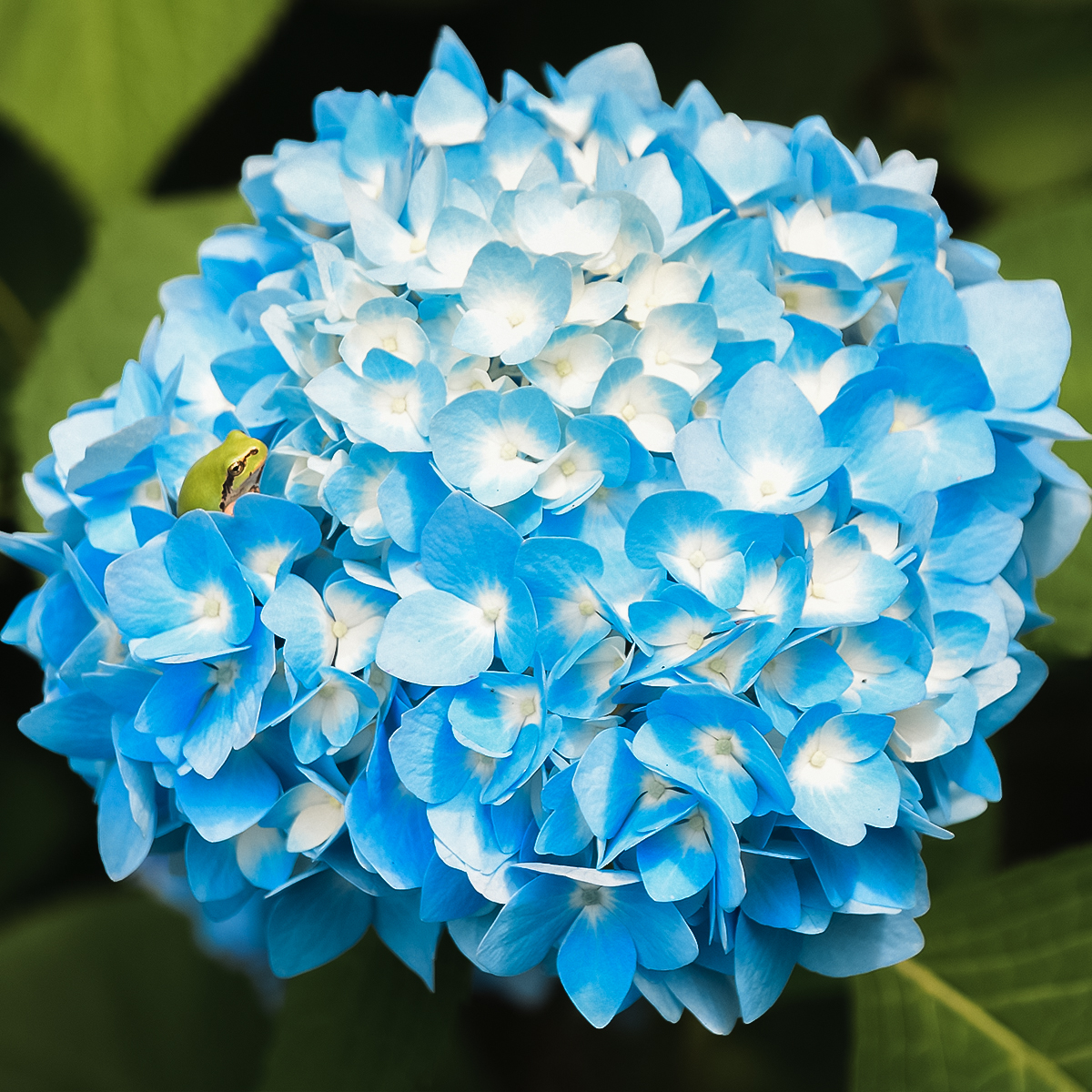 Nature Campus 7 稲荷山 紫陽花の郷の森 岩手県雫石町役場 Nature Campus 7 稲荷山 紫陽花の郷の森 岩手県雫石町役場