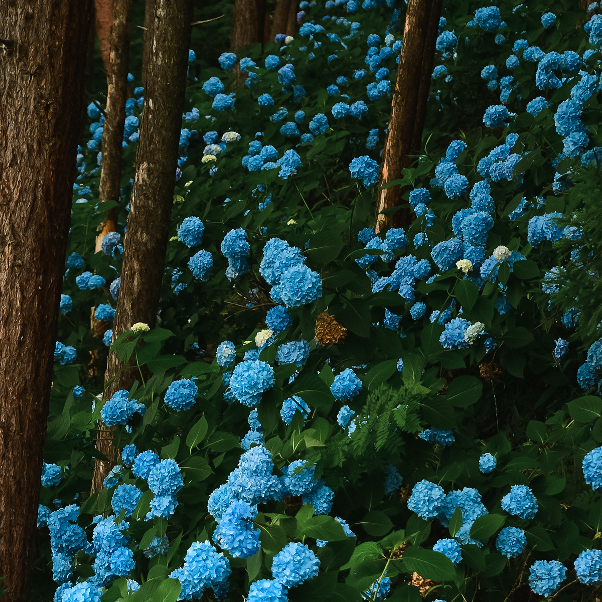 Nature Campus 7 稲荷山 紫陽花の郷の森 岩手県雫石町役場 Nature Campus 7 稲荷山 紫陽花の郷の森 岩手県雫石町役場