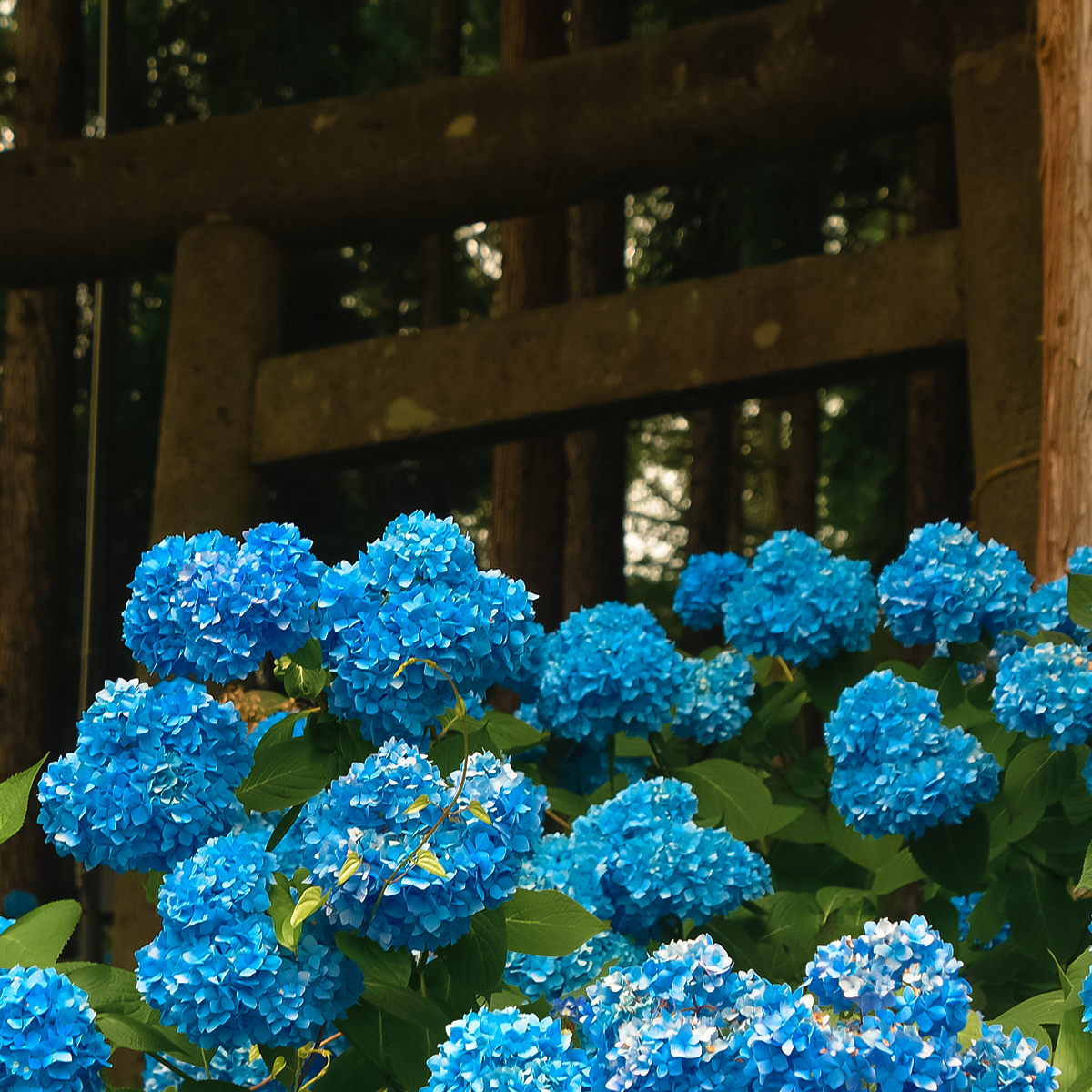 Nature campus #7 稲荷山 紫陽花の郷の森 | 岩手県雫石町役場