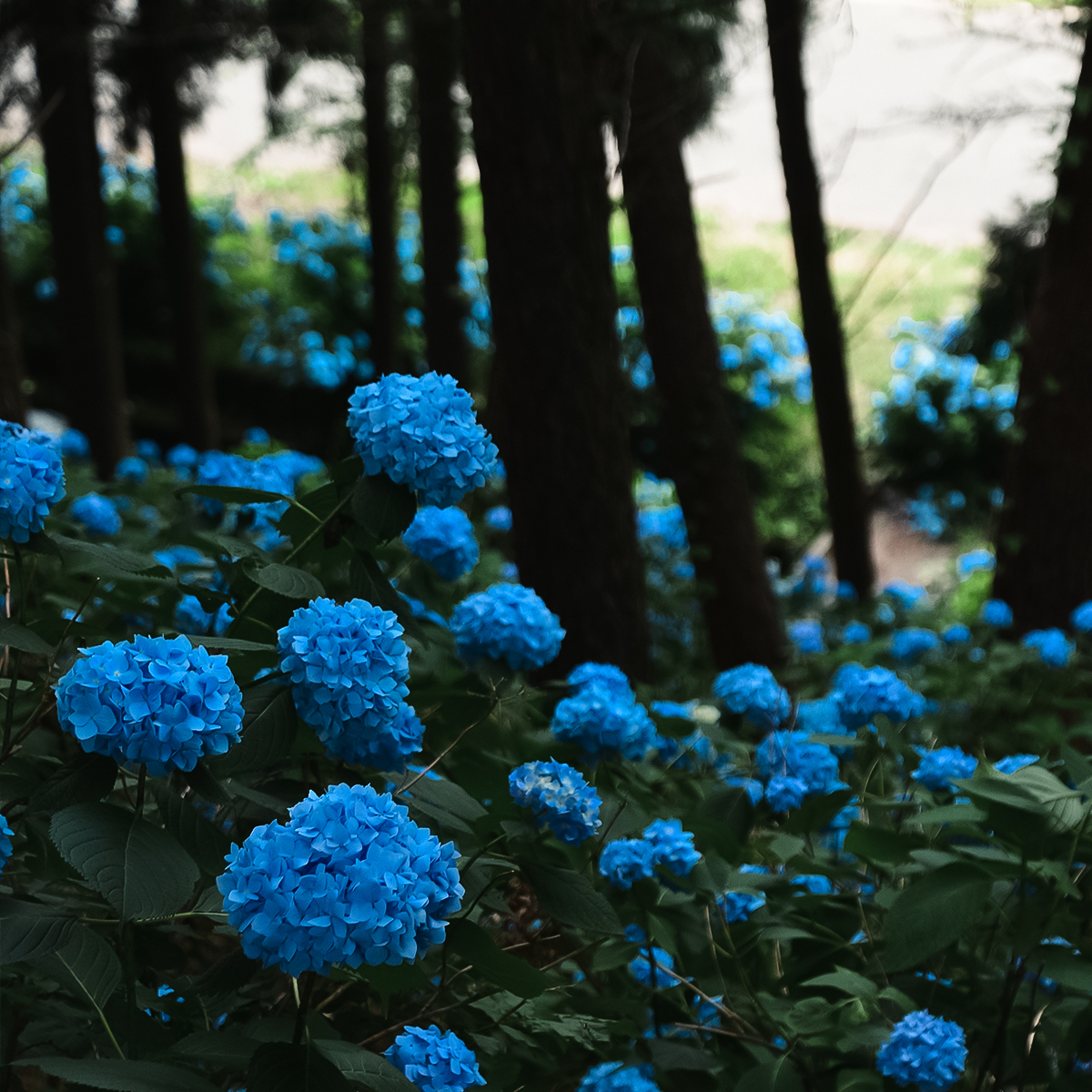 Nature Campus 7 稲荷山 紫陽花の郷の森 岩手県雫石町役場 Nature Campus 7 稲荷山 紫陽花の郷の森 岩手県雫石町役場