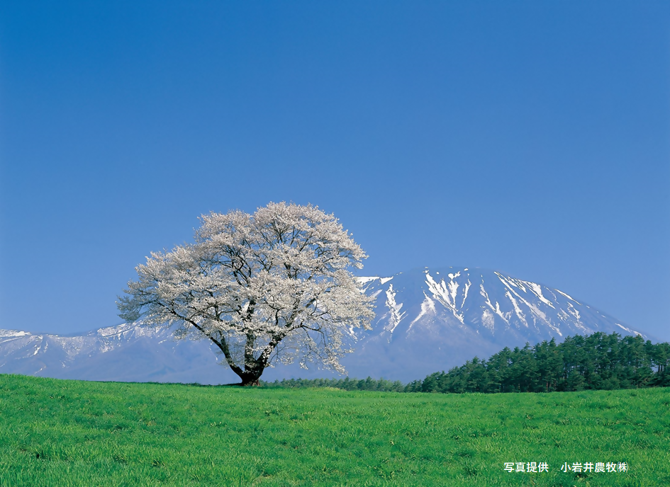 小岩井農場の一本桜