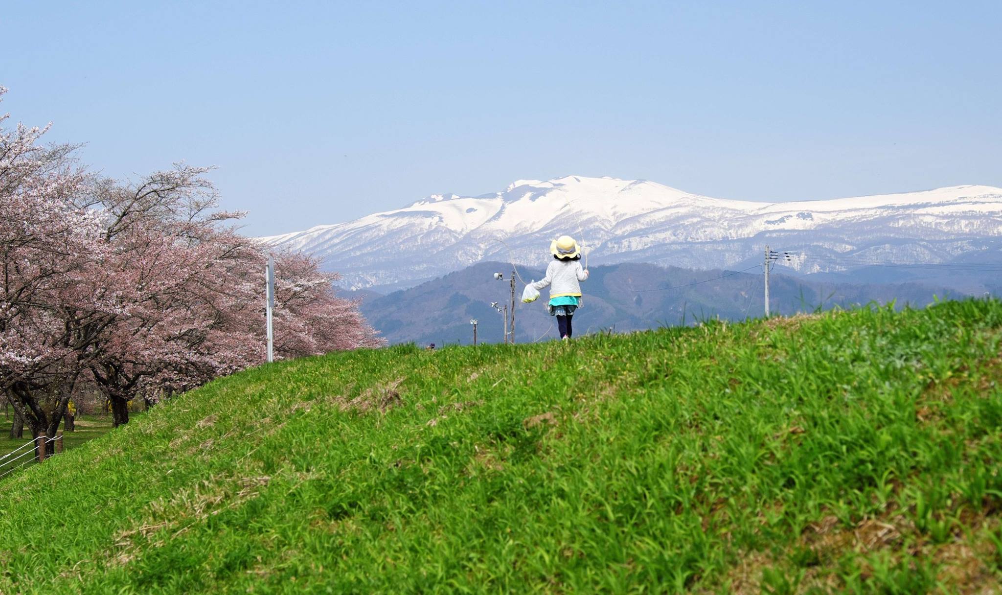 春が来た！岩手県雫石町産天然ふきのとう（ばっけ）500g：岩手